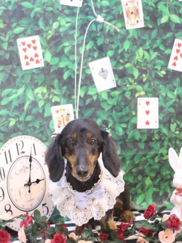 20250427オレンジくん